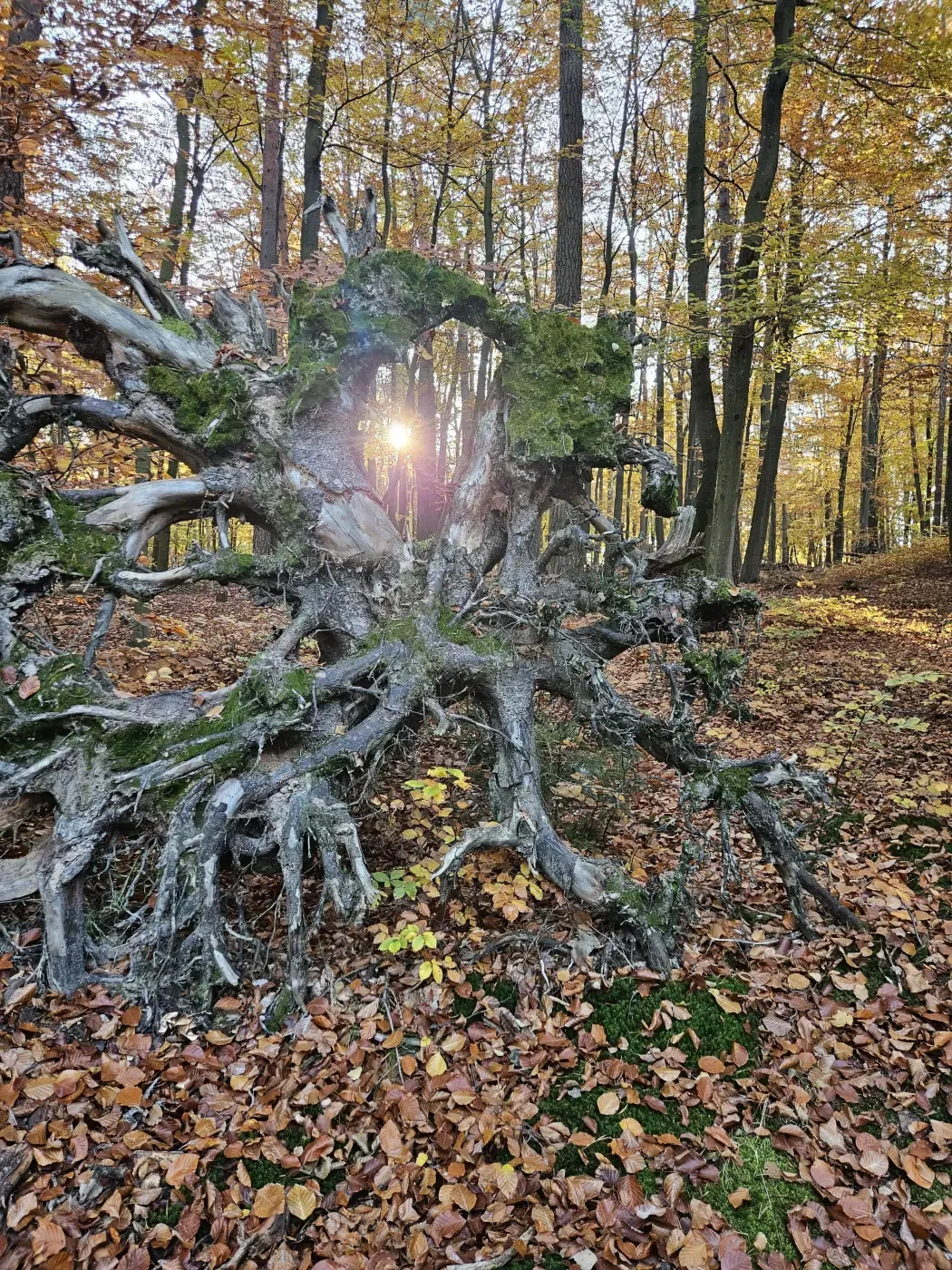Spontanes Halloweenfest bringt Gruselspaß in die Werkstufenklasse