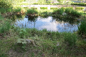 Teich im Schulgarten