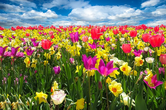 images/Fruehling.jpg