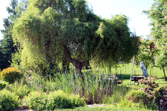 images/Schulgarten_neu.jpg