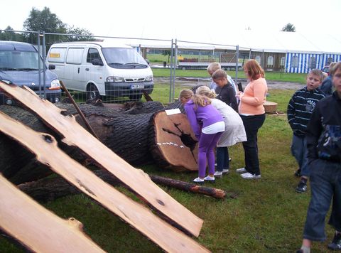 holzk7.JPG