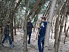 holz736.JPG